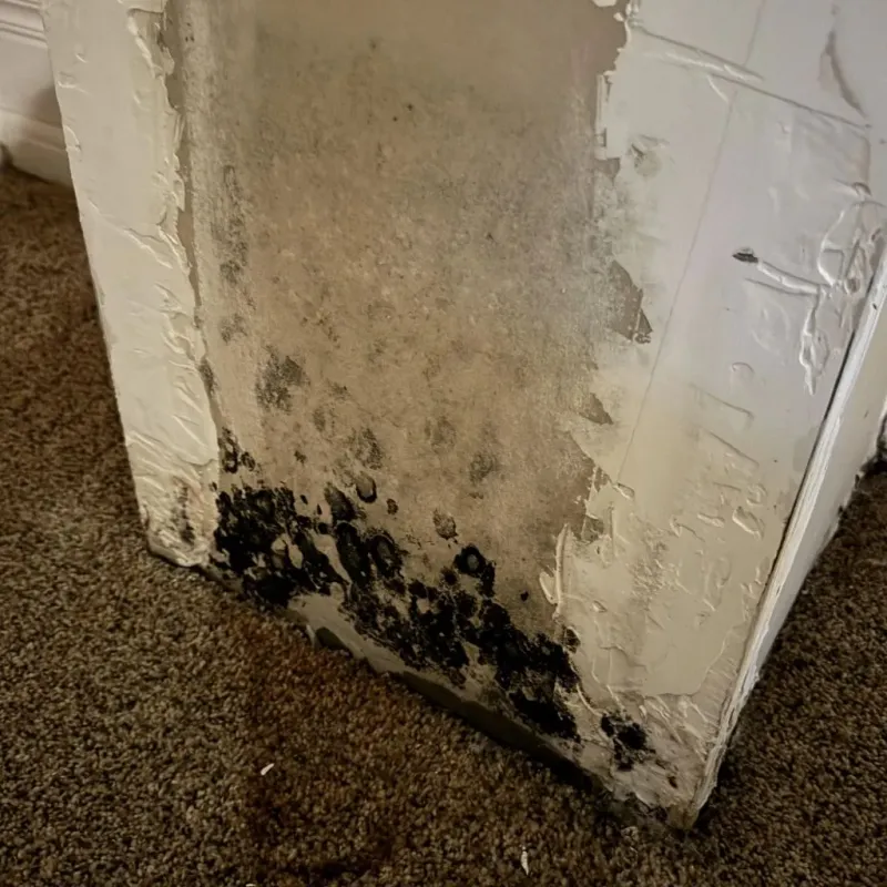 Professional Mold Removal in Burt, MI